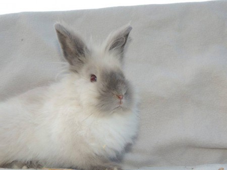 lilas chez mes lapinous tous doux